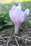 Colchicum umbrosum