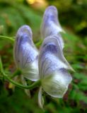 Aconitum volubile