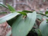 Ruscus hypoglossum