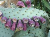 Opuntia разновидность linguiformis