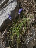 Muscari dolichanthum