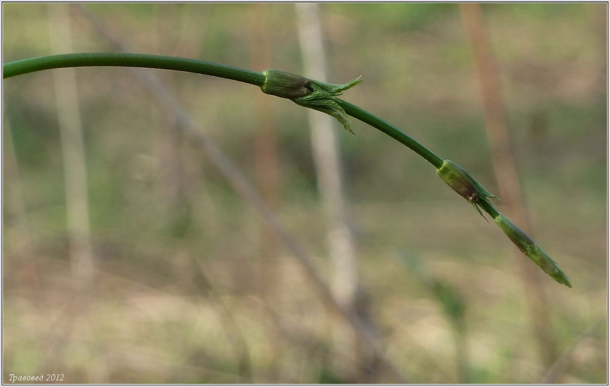 Image of Humulus lupulus specimen.