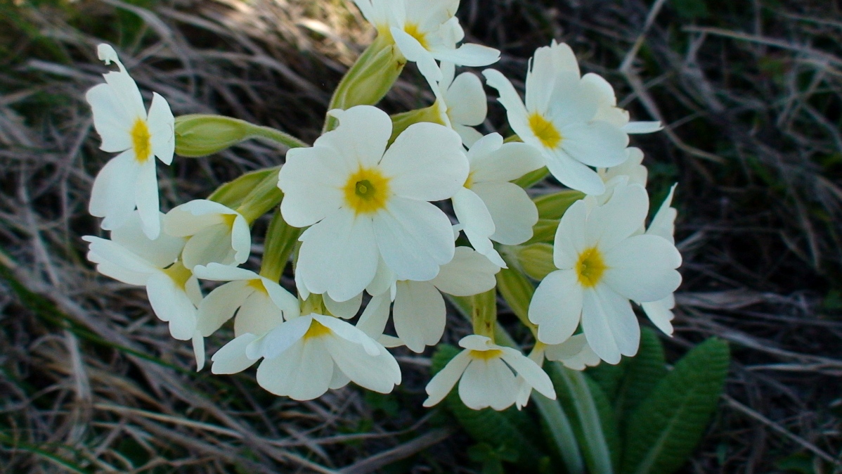 Изображение особи Primula pallasii.