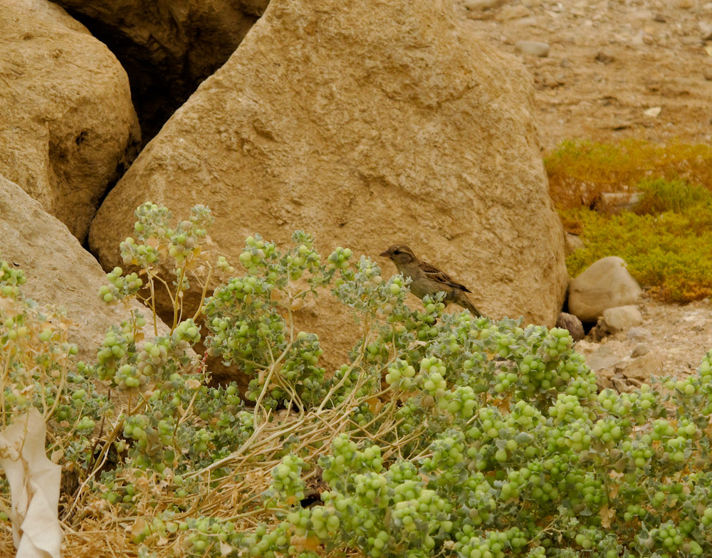 Image of Atriplex holocarpa specimen.