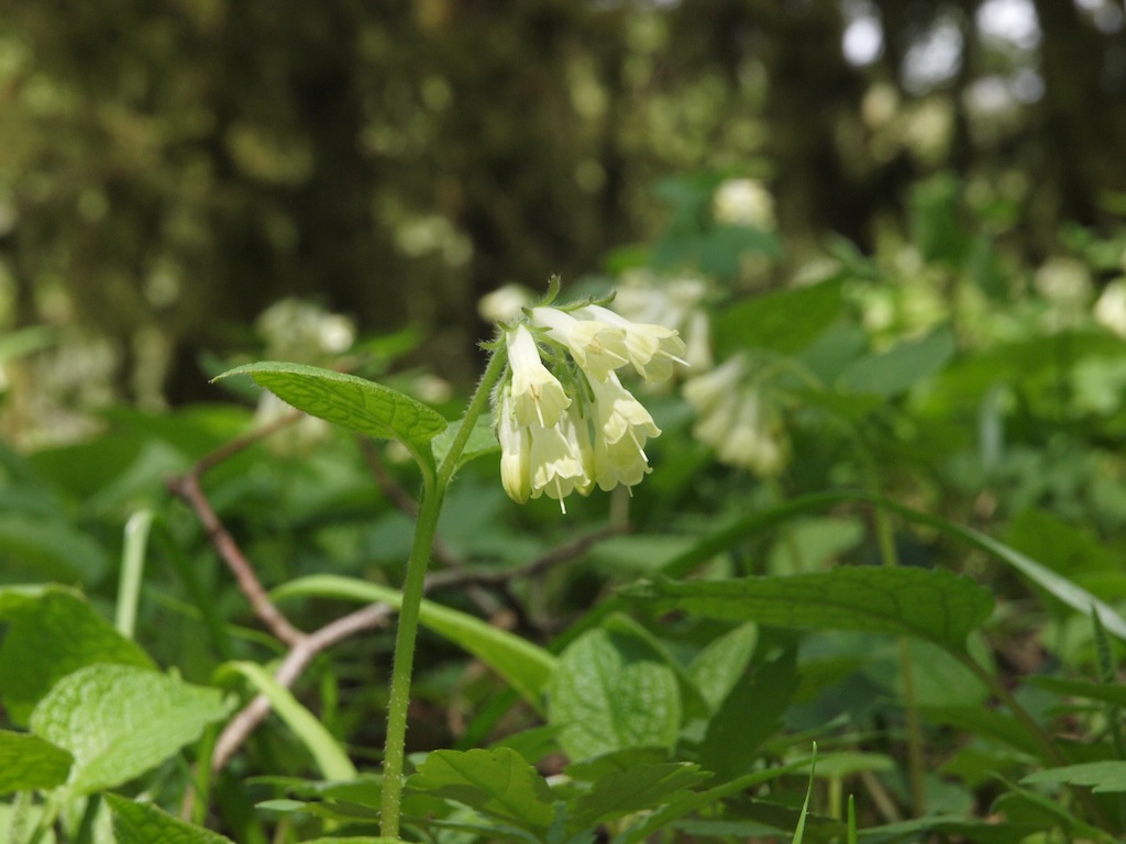 Изображение особи Symphytum grandiflorum.