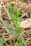 Polygala major