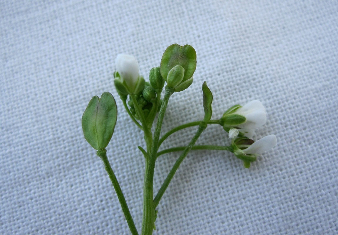 Image of Thlaspi arvense specimen.