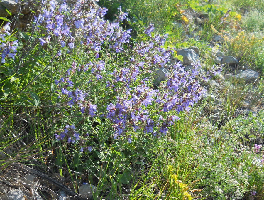 Изображение особи Salvia tomentosa.