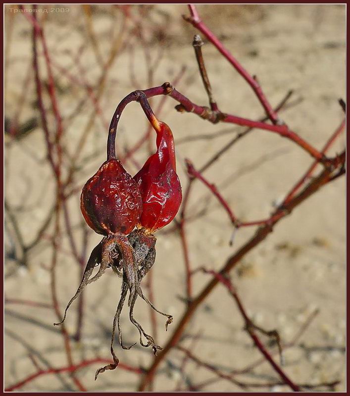 Изображение особи Rosa pratorum.