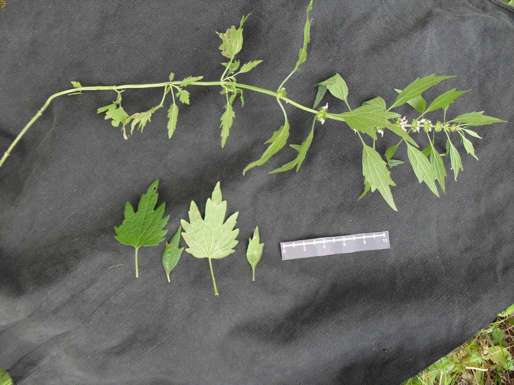 Image of Leonurus quinquelobatus specimen.