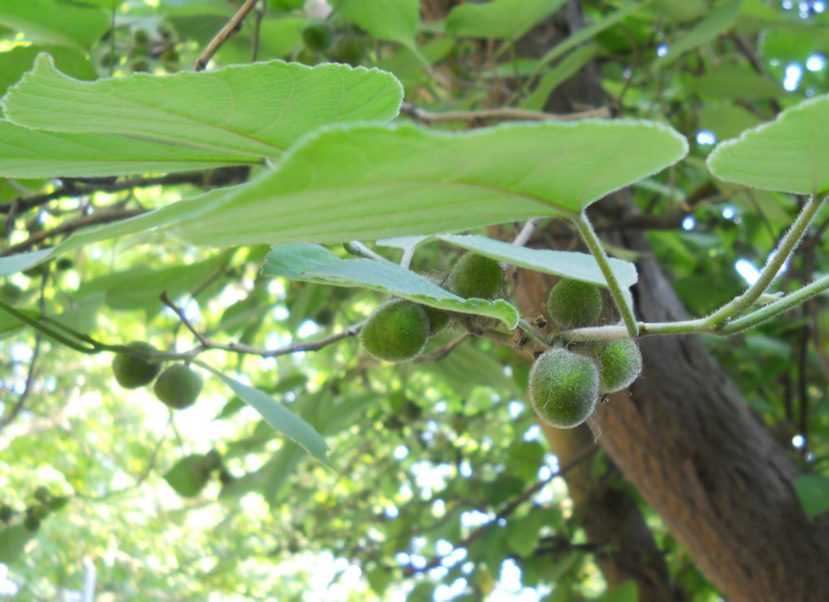 Изображение особи Broussonetia papyrifera.