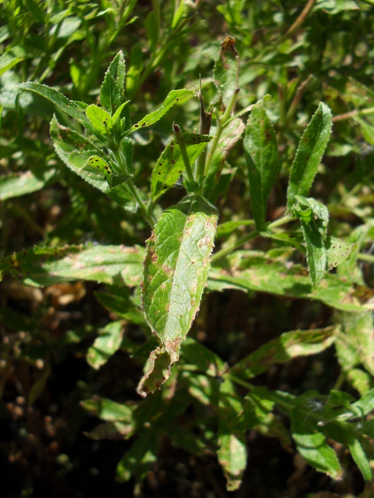 Изображение особи Epilobium hirsutum.