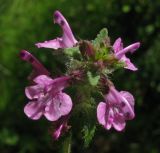 Pedicularis verticillata. Соцветие. Красноярский край, Ермаковский р-н, заказник \"Гагульская котловина\", зеленомошный елово-лиственничный лес, 1100 м н.у.м. 26.07.2012.