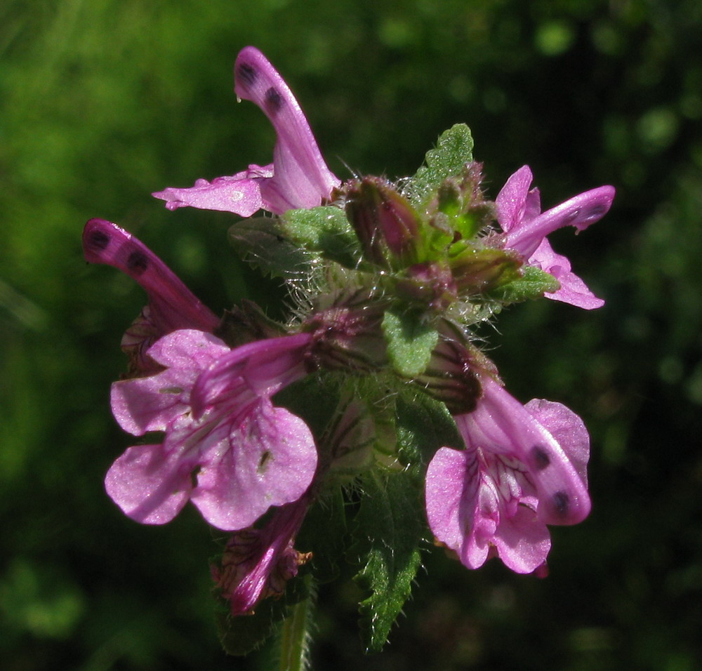 Изображение особи Pedicularis verticillata.