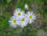 Erigeron strigosus. Соцветия. Беларусь, г. Брест, мемориальный комплекс «Брестская крепость-герой». 30.06.2012.