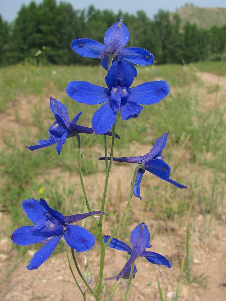 Image of Delphinium grandiflorum specimen.