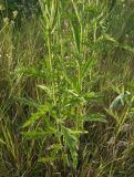 Senecio grandidentatus