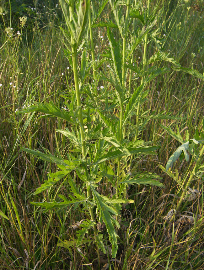 Image of Senecio grandidentatus specimen.