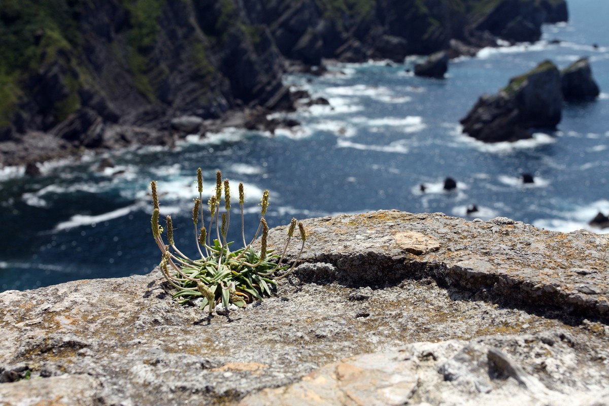 Изображение особи Plantago maritima.