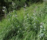 Mentha longifolia. Цветущие растения. Испания, автономия Арагон, провинция Уэска, горный массив Пиренеи, долина Бухаруэло (Valle de Bujaruelo), склон пика Себольяр, выход грунтовых вод, 1700 м н.у.м. 18 августа 2012 г.