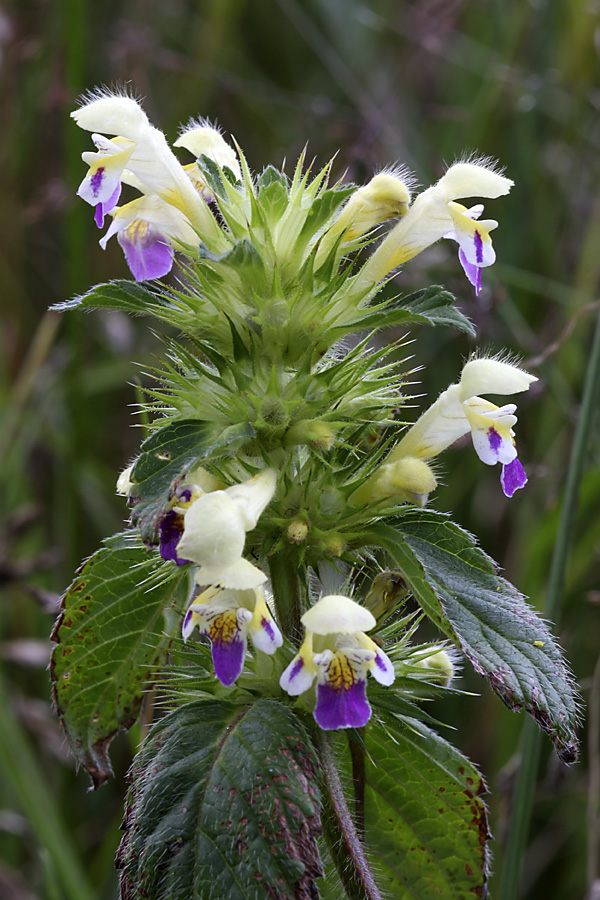 Image of Galeopsis speciosa specimen.