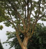 Lagerstroemia indica. Нижняя часть кроны взрослого дерева. Нидерланды, г. Venlo, \"Floriada 2012\". 11.09.2012.