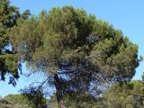 Pinus pinea. Крона взрослого дерева. Португалия, округ Сантарен, муниципалитет Оурен, район Фатима, парк возле святилища Фатимы. 16.07.2012.