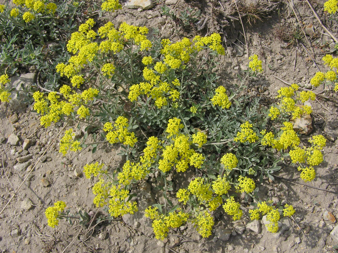 Image of Odontarrhena gymnopoda specimen.