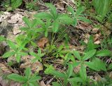 Potentilla alba. Вегетирующее растение. Московская обл., Серебрянопрудский р-н, дубрава на коренном берегу р. Полосня. 01.07.2012.