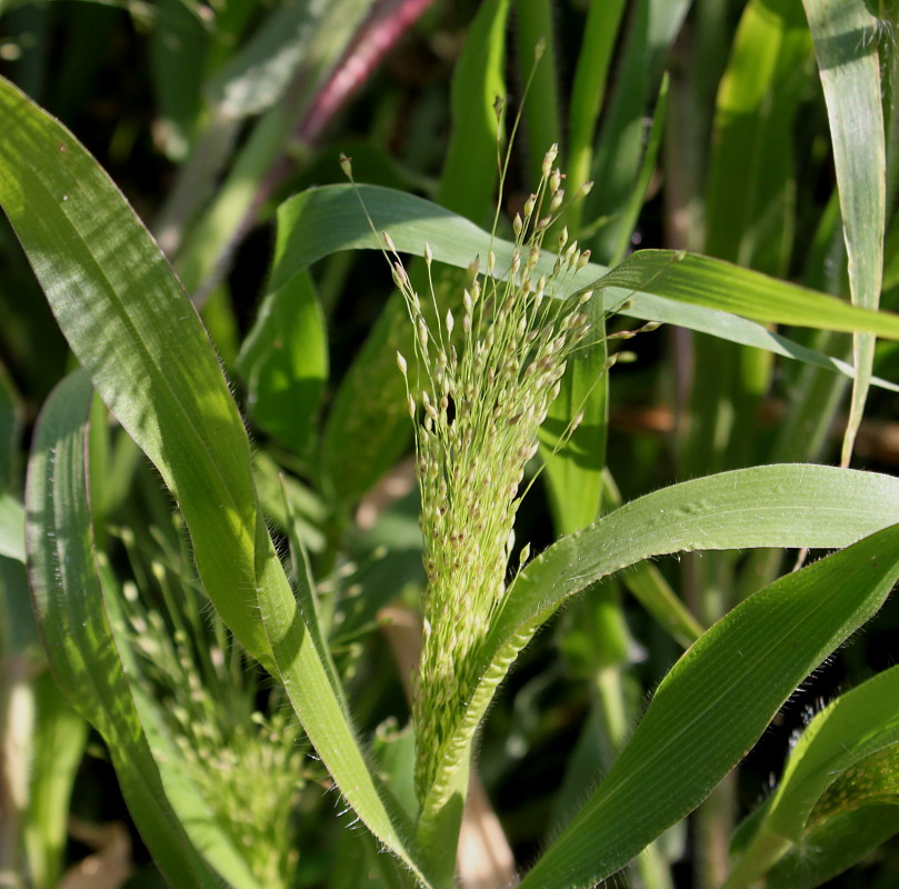 Изображение особи Panicum virgatum.