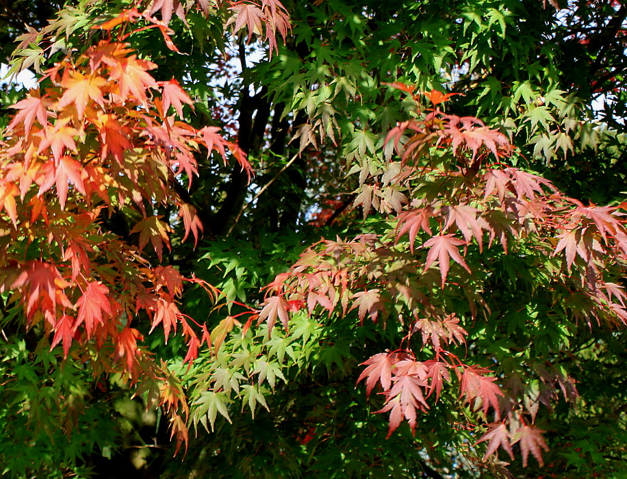 Изображение особи Acer palmatum.