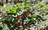 Ilex aquifolium. Ветвь с плодами. Сан-Марино, в культуре. 22.06.2010.