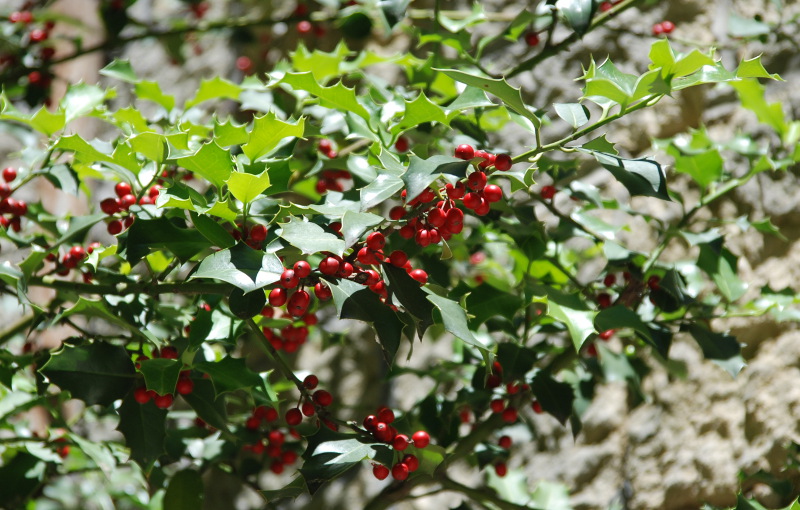 Image of genus Ilex specimen.