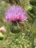 Cirsium ukranicum. Соцветие. Украина, Запорожский р-н, Дурная балка, разнотравная степь. 19.08.2011.