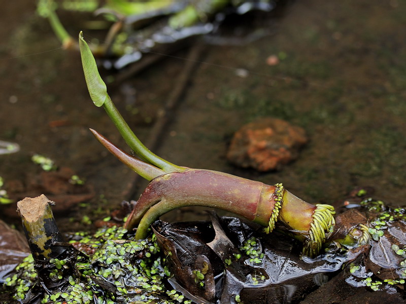 Image of Calla palustris specimen.