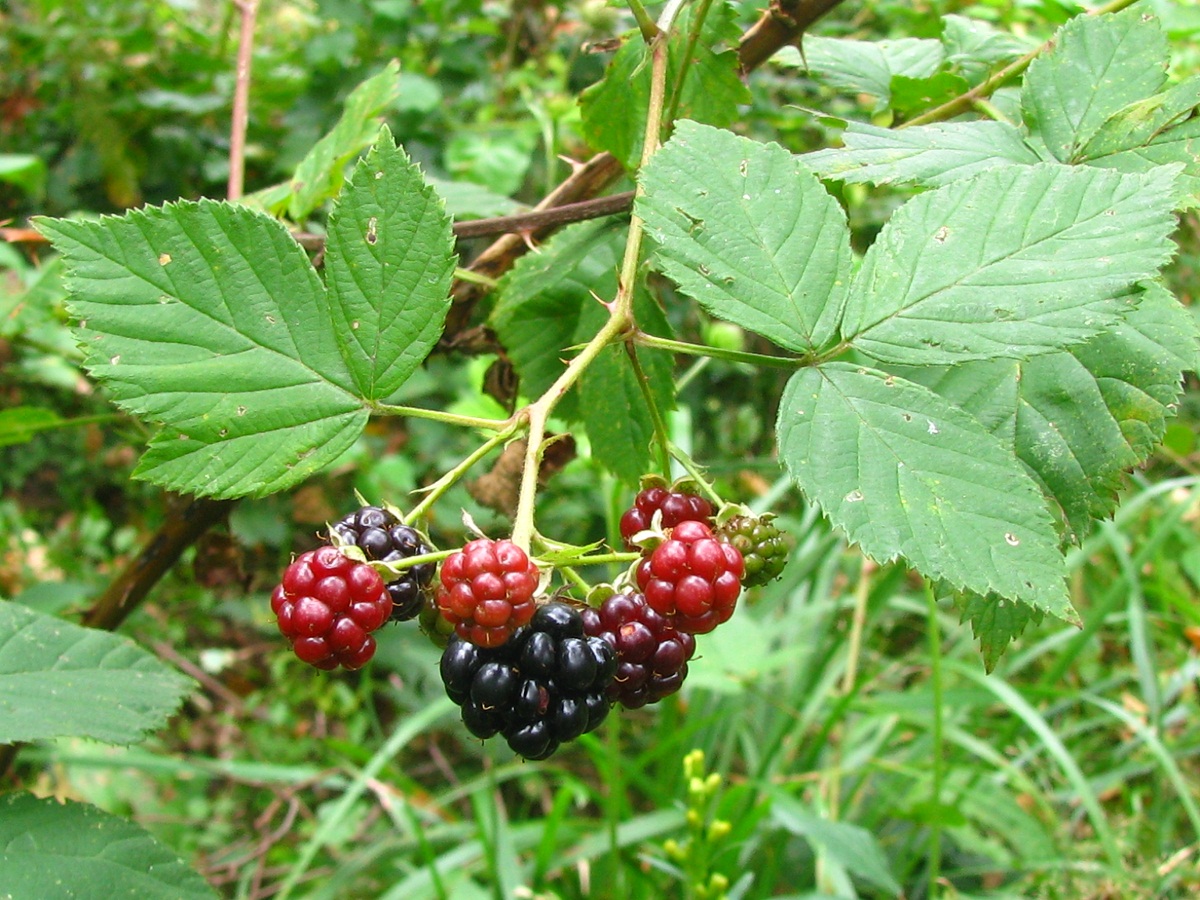 Изображение особи Rubus orthostachys.