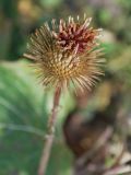 Arctium leiospermum