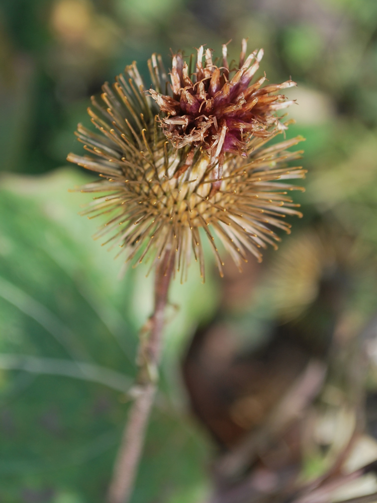 Изображение особи Arctium leiospermum.