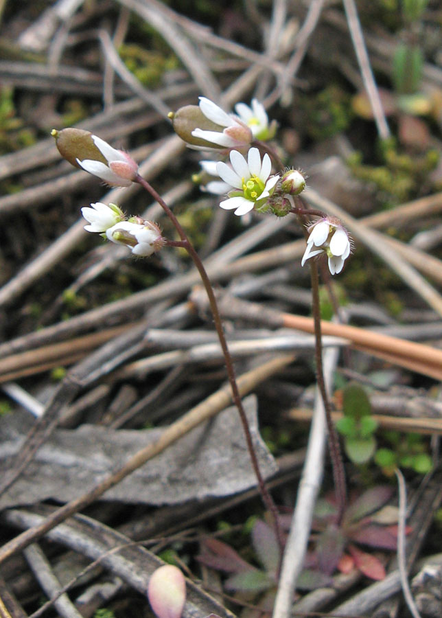 Изображение особи Erophila verna.