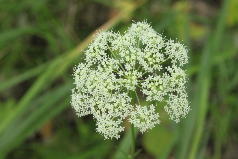 Image of Kadenia dubia specimen.