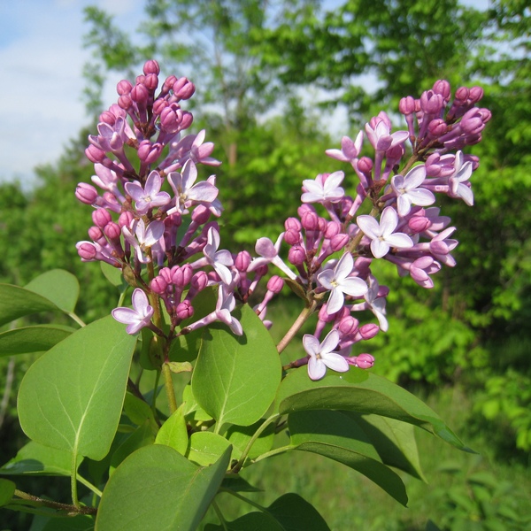 Image of Syringa vulgaris specimen.