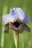 Iris hermona