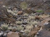 Forsskaolea tenacissima. Растения в каменистой пустыне. Израиль, Эйлатские горы, горное вади. 29.04.2013.