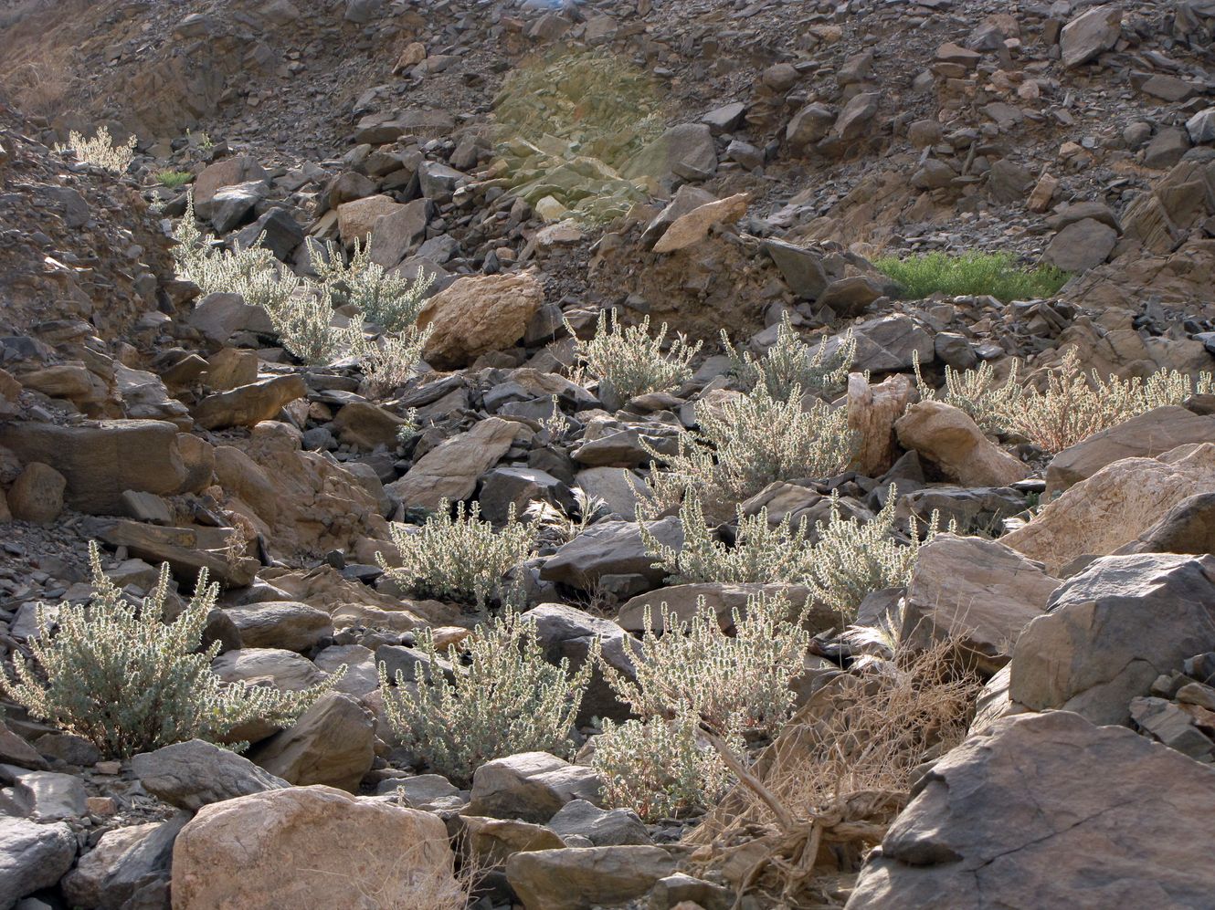 Image of Forsskaolea tenacissima specimen.