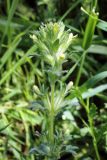 Parentucellia flaviflora