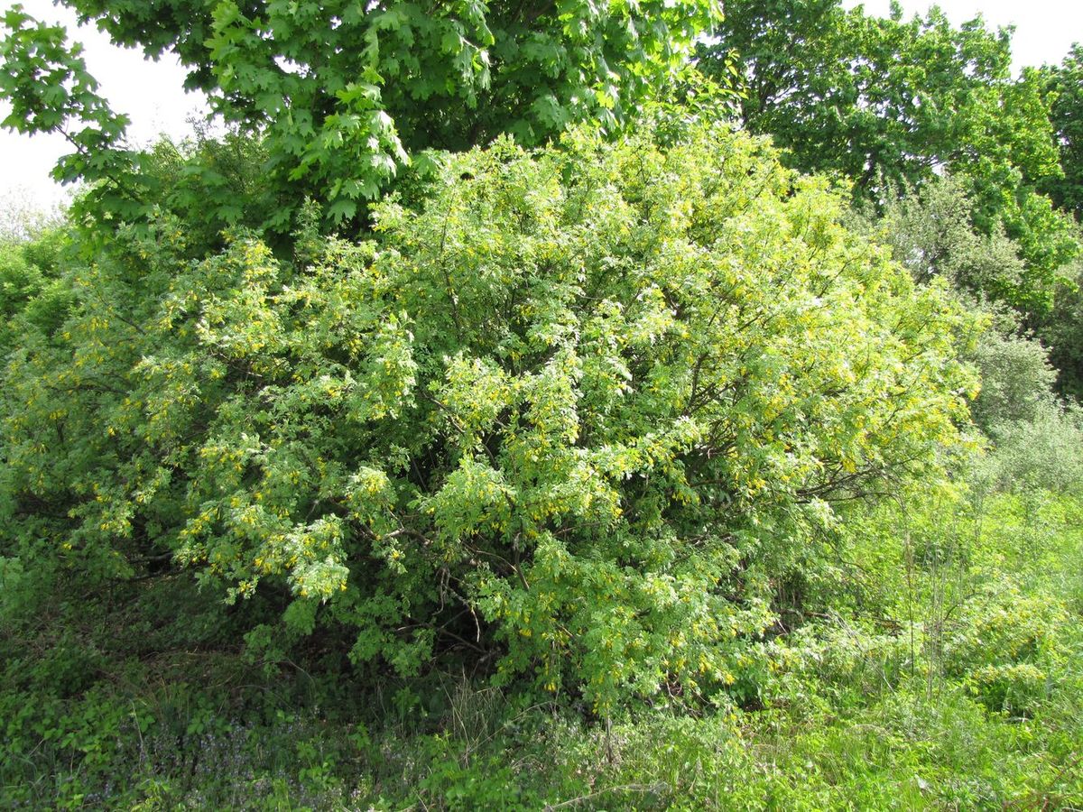 Изображение особи Caragana arborescens.