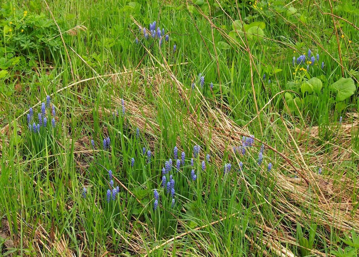 Изображение особи род Muscari.