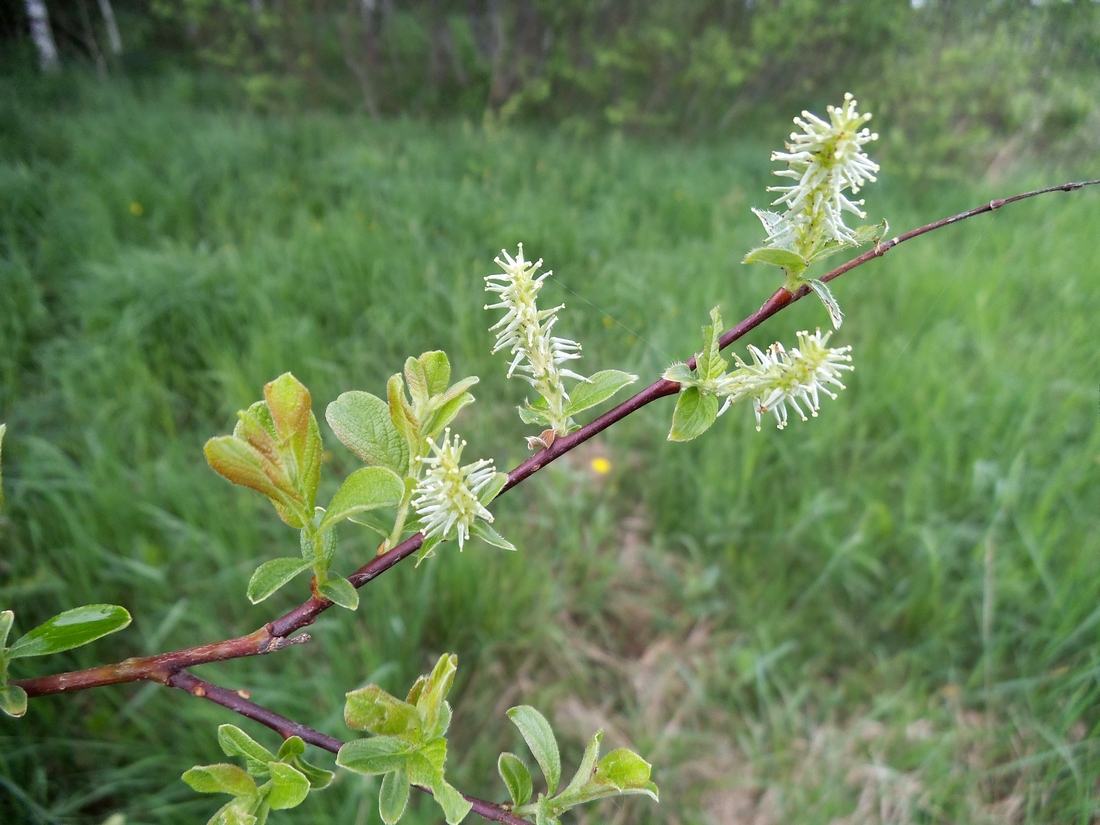 Изображение особи Salix aurita.