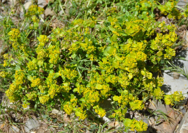 Image of genus Cruciata specimen.