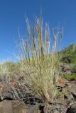 Stipa caucasica